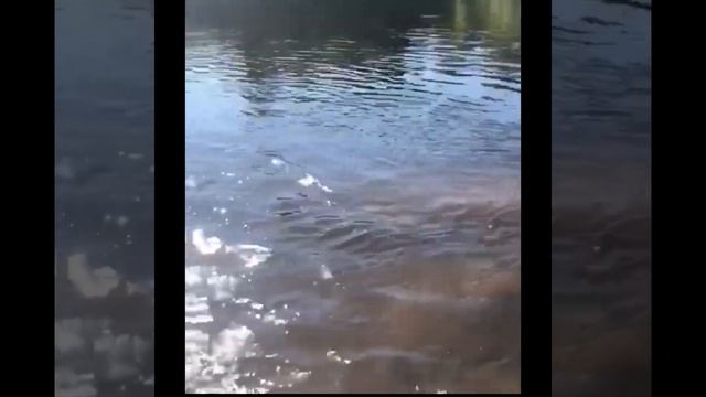 Ловля крупного тайменя. смотреть онлайн