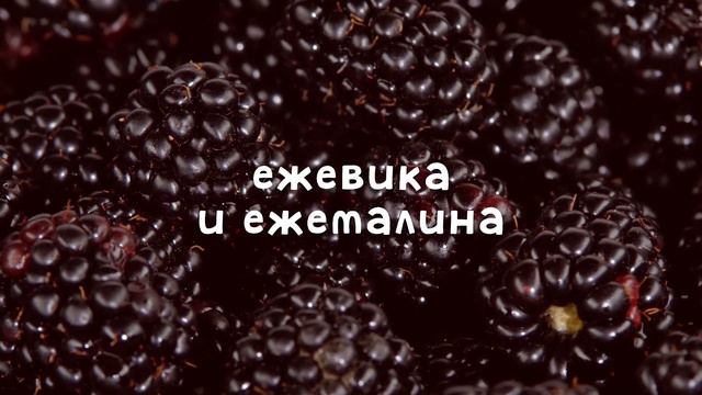 💣Малиновый бум -40% на саженцы👌 Крупноплодная, ремонтантная, урожайная малина