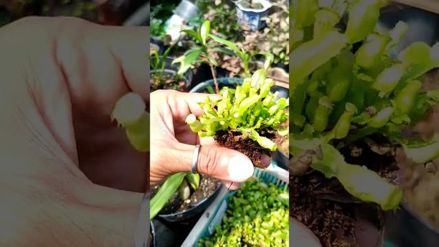 Bibit Nepenthes Betina No Id X Jantan (Rafflesiana x Rowaniae), Cek Di Deskripsi Video. смотреть онлайн