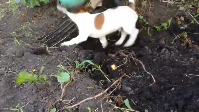 Щенок Джек Рассел Терьер помогает копать картошку смотреть онлайн