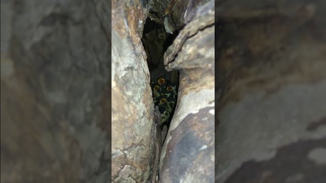 Гнездо синиц в дупле яблони смотреть онлайн