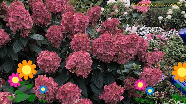 Гортензия метельчатая файр лайт. Краткий обзор, описание hydrangea paniculata Fire Light смотреть онлайн