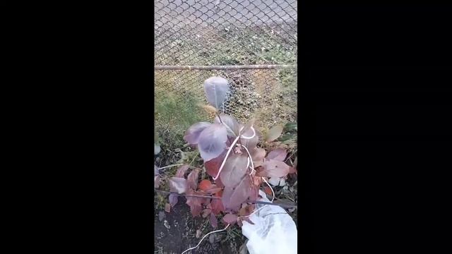 Укрывайте кустарники смотреть онлайн