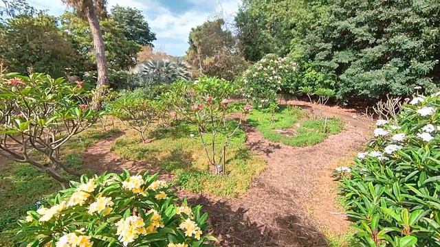 Plumeria One смотреть онлайн