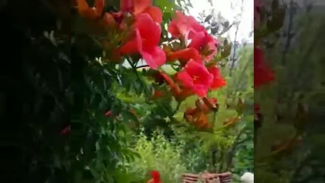 Кампсис - текома - древовдная лиана смотреть онлайн