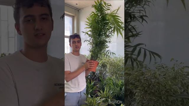 🪴Италиядан келган янги гуллар обзор Ромашка оптом гул дуконида!🌻 смотреть онлайн