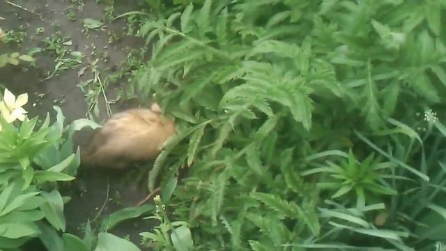 Ferret in the garden.Хорек в саду. смотреть онлайн