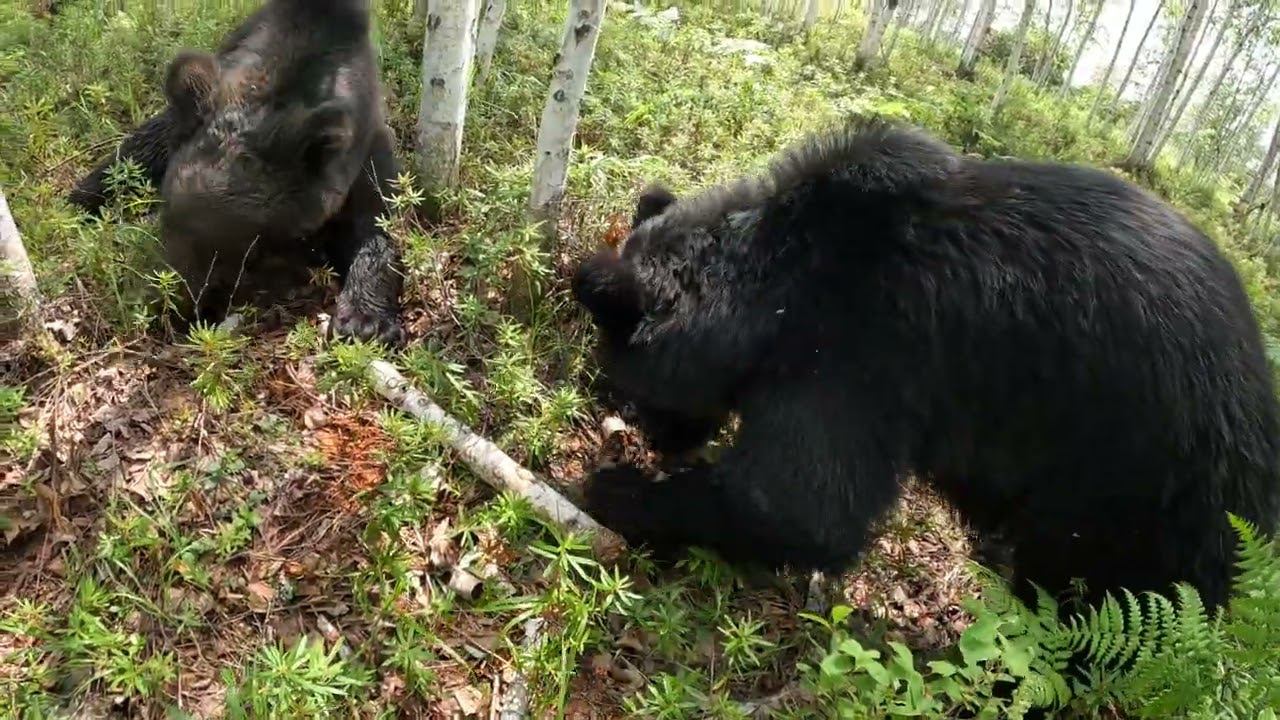 Как выживают в лесу медведи. смотреть онлайн