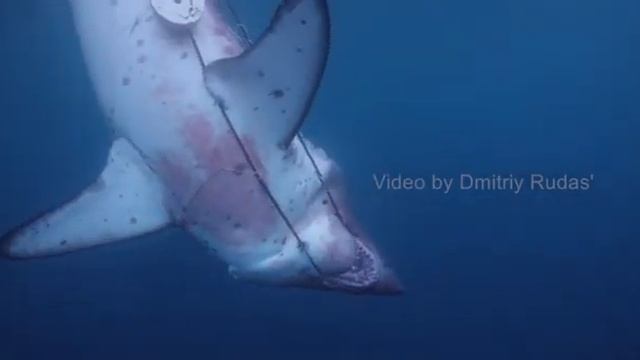 Акула в Приморье смотреть онлайн