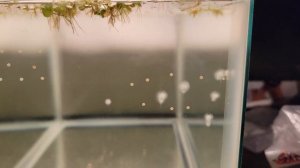 Переносим икру из общего аквариума в ручную палочкой Размножение сомиков Коридорас Крапчатый сомик