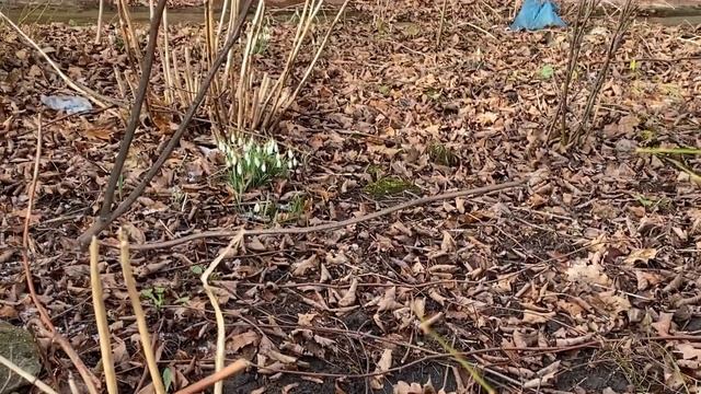 Ремонтные дела, утепляем крышу! Приехала мама, гуляем по Калининграду ? #калининград #ремонтдома смотреть онлайн