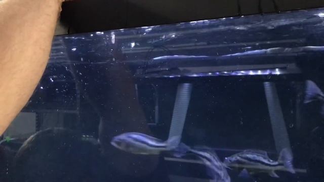 FEEDING MY PREDATOR FISH LIVE WORMS AND KRILL смотреть онлайн