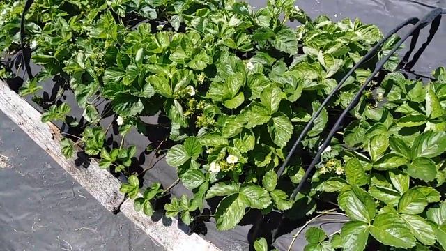 #КЛУБНИКА. СПОСОБ ПОЛИВА РАССАДЫ. смотреть онлайн