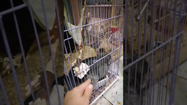 Как содержать шиншилл в домашних условиях! смотреть онлайн