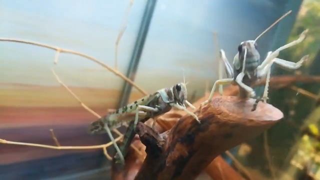 Опасная саранча крупным планом смотреть онлайн