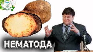 ВРЕДИТЕЛЬ НЕМАТОДА. Борьба с нематодой.
