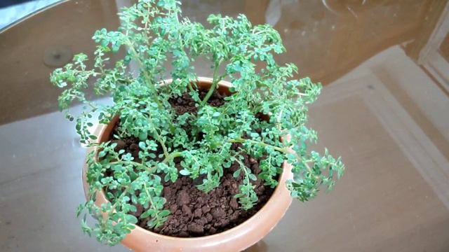 Baby tears plant care | Soleirolia Soleirolii | Pollyana vine | Irish moss | hanging basket plant | смотреть онлайн