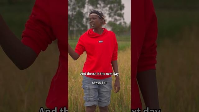 It's my husband's first trip to Uganda, he's joined us in helping dad harvest the rice смотреть онлайн