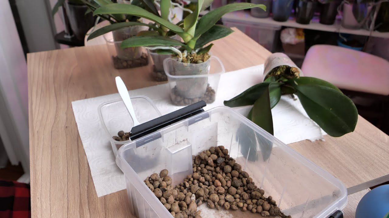 Один из ВАРИАНТОВ ОБРАБОТКИ Новых орхидей. смотреть онлайн