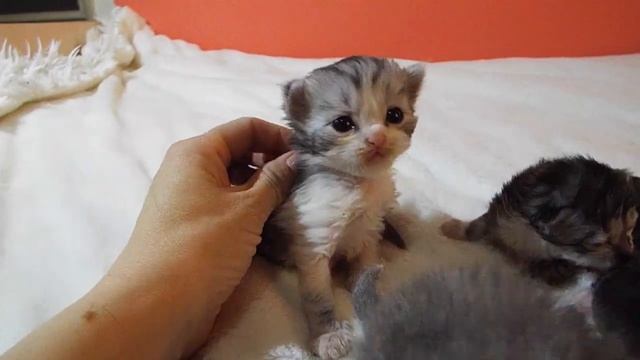 Наша КОШКА РОДИЛА КОТЯТ/ТЯЖЕЛЫЕ РОДЫ/ СКОЛЬКО КОТЯТ? Cat baby Shower СМЕШНЫЕ КОТЯТА смотреть онлайн