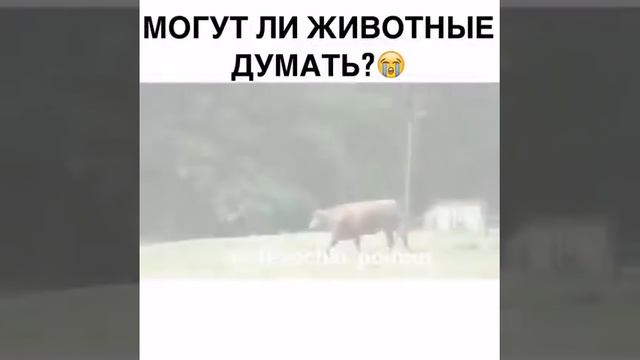 Могут ли животные думать смотреть онлайн