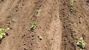 Прополка и окучивание картошки мотоблоком