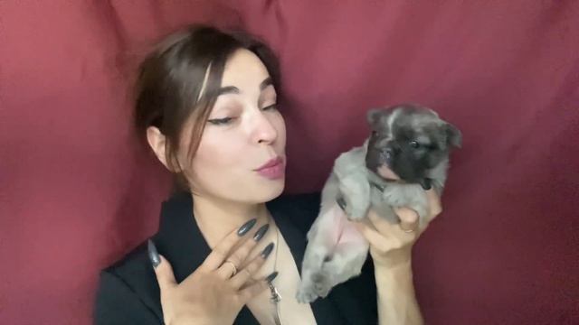 Первый единственный пушистый щенок Fluffy Французский бульдог в питомнике ! смотреть онлайн