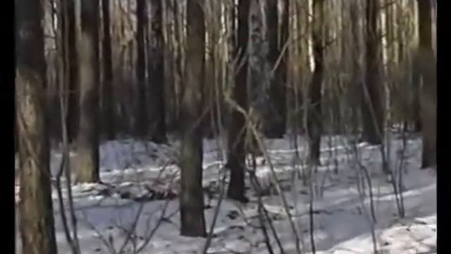 Охота на кабана троплением от Hobbytv смотреть онлайн