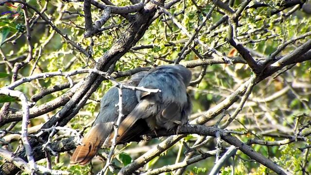 Jungle babbler love || Animals and Birds смотреть онлайн