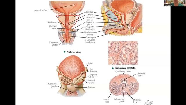 Male Genital System 13.3.2023