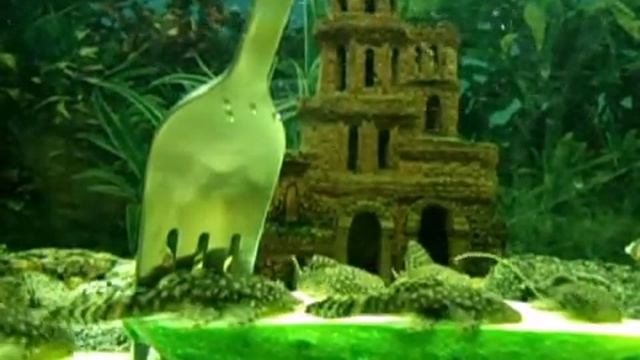 Антистрессы своими руками / кормление огурцом мальков анциструсов (ancistrus)