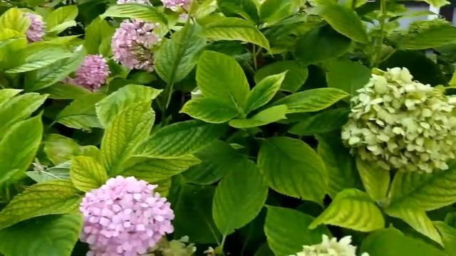 Бибионе 2019. Гортензия цветёт. Красивые цветы. Hydrangea blooms. Hortensie blüht. Bibione 2019. смотреть онлайн