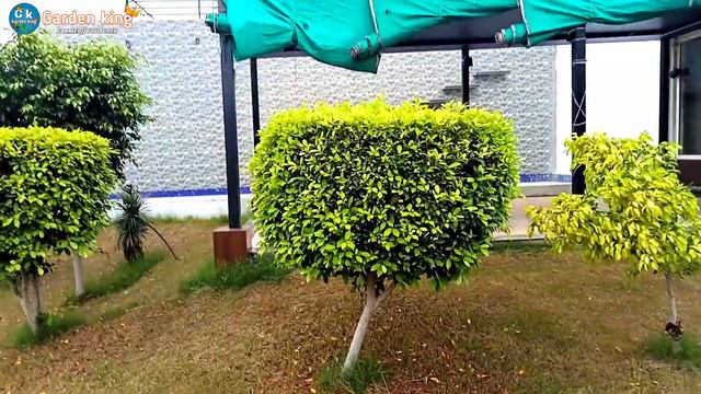 Ficus benjamin plant || Ficus के पौधे की देखभाल || ficus benjamina yellow leaves смотреть онлайн