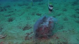 Волосистая или Арктическая цианея. Самая огромная медуза в мире