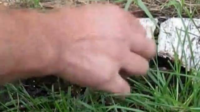 Муравейник в берёзовом полене (1). смотреть онлайн