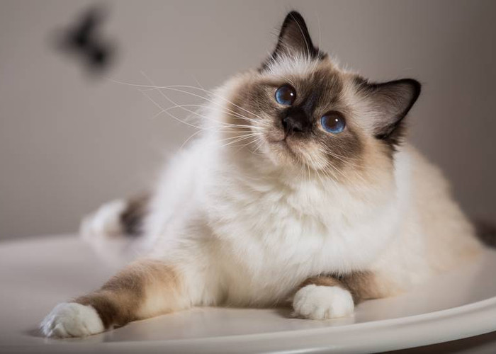 Пуччини. O mio babbino caro смотреть онлайн