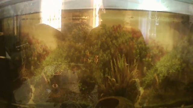 Про аквариум и крышку к нему смотреть онлайн