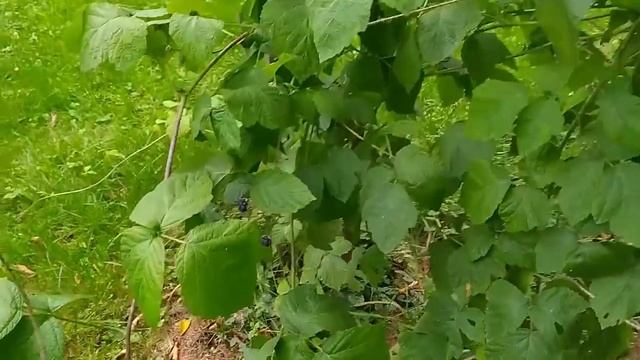 Рулетка или банальный обман интернет-магазинов#Беккер смотреть онлайн