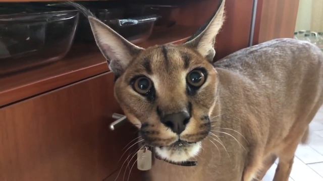 ШЛЁПА ИЗДАЁТ НЕПОНЯТНЫЕ ЗВУКИ смотреть онлайн