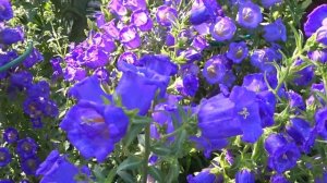 Колокольчик средний