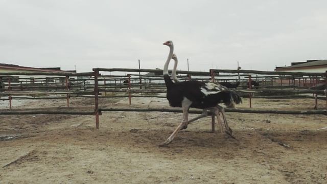 Татьяна Вострякова | Фестиваль «Русский вкус» смотреть онлайн