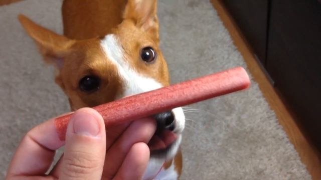 TiTBiT Beef Snack | Мясные кусочки с индейкой | Обзор Снеков для Собак смотреть онлайн