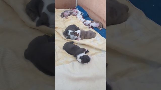 собаки,щенки,Американский булли смотреть онлайн