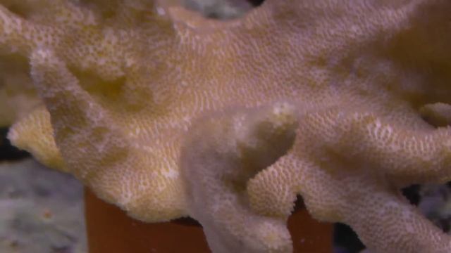 Морской ежик ест овощи. Еж арбузик. Морской аквариум. Нанориф. смотреть онлайн