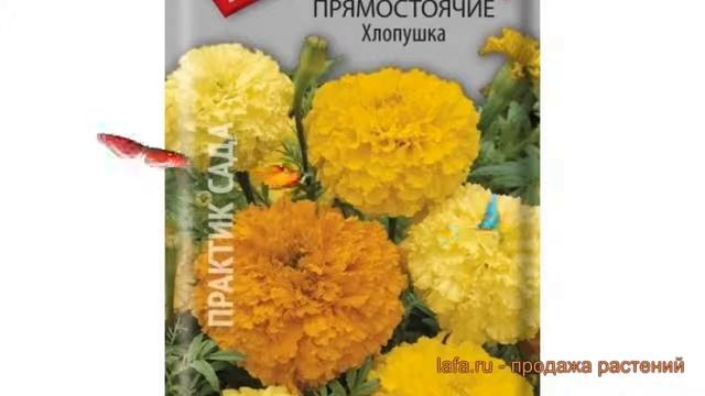 Бархатцы прямостоячая Хлопушка (khlopushka) ? Хлопушка обзор: как сажать, семена бархатцев Хлопушка