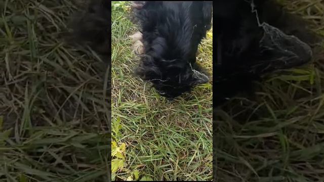 Ты где был, дорогой мой? Той-терьер Тоша в паутине