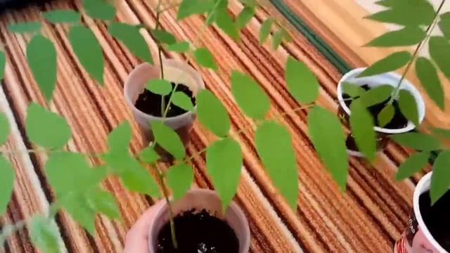 Бундук смотреть онлайн