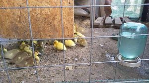 КАК ОПРЕДЕЛИТЬ ПОЛ У МАЛЕНЬКИХ ИНДОУТЯТ