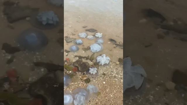 ЖЕСТЬ! Массовая гибель медуз в Азовском море 🌊 смотреть онлайн