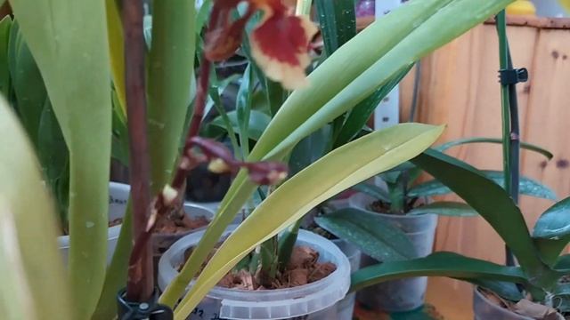 Домашнее цветение Zygopetalum Blue Angel. Два варианта цветения. смотреть онлайн